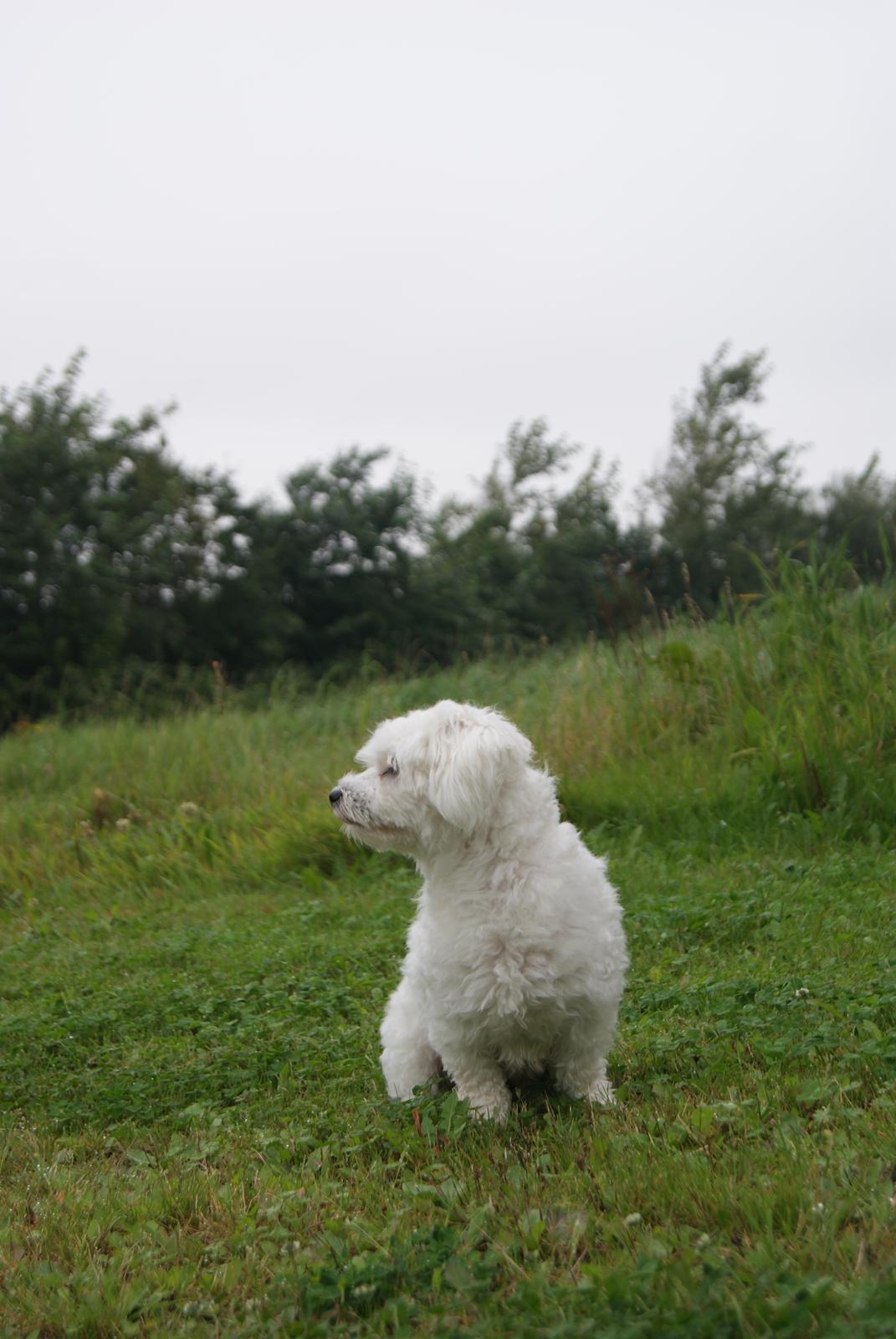 Coton de tulear Mille billede 6