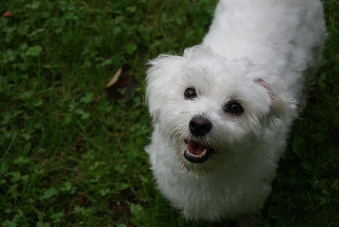 Coton de tulear Mille billede 1