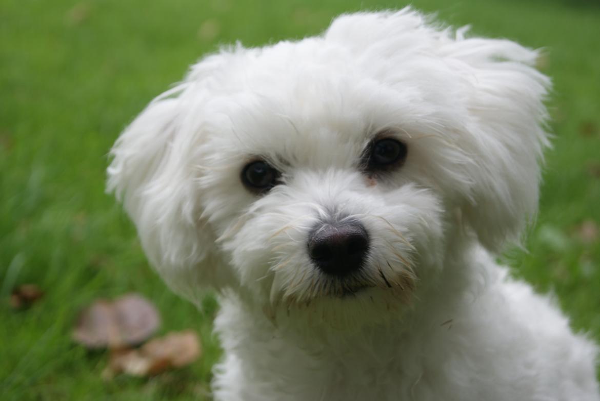Coton de tulear Mille billede 2