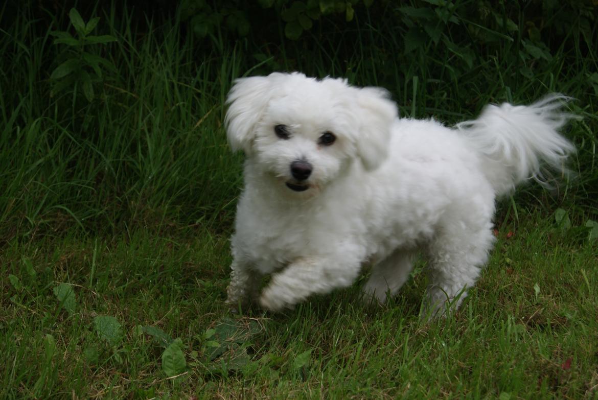Coton de tulear Mille billede 4