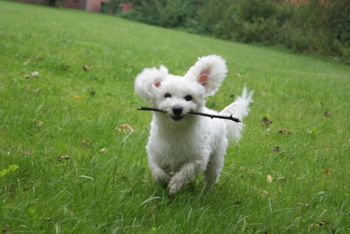 Coton de tulear Mille billede 5