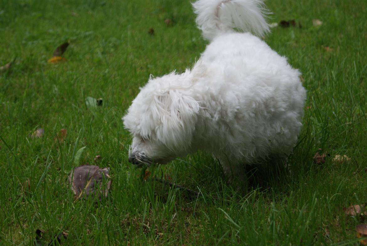 Coton de tulear Mille billede 7