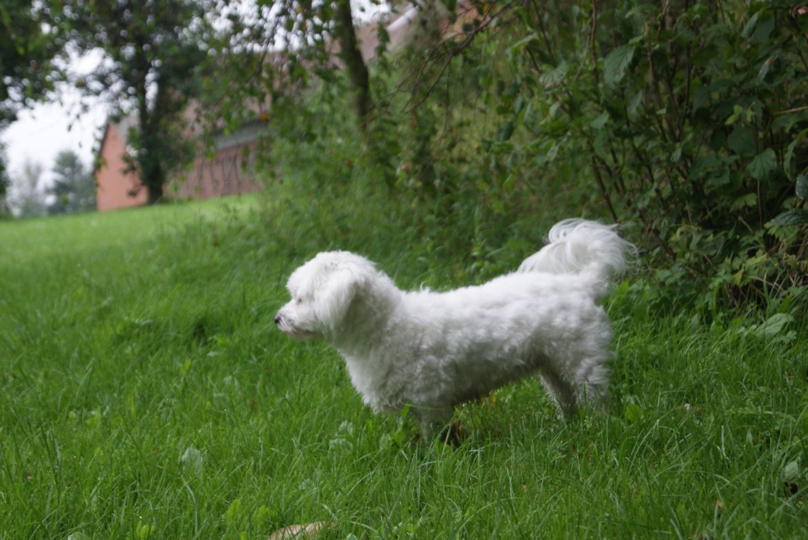 Coton de tulear Mille billede 8