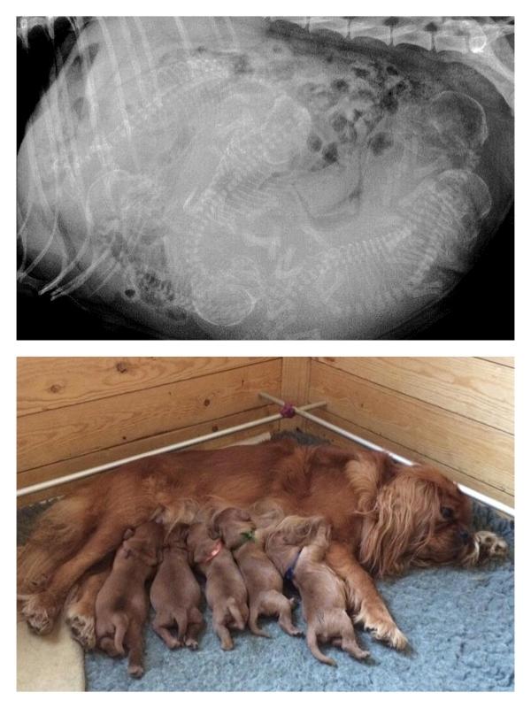 Cavalier king charles spaniel Canidan's Dare me (Maia) - d. 2/9 2016 blev Maia mor til 5 små guldklumper med CH Tibama's Rainbow Poet som far. billede 28