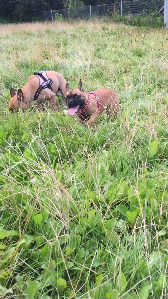 Fransk bulldog Bertha billede 40