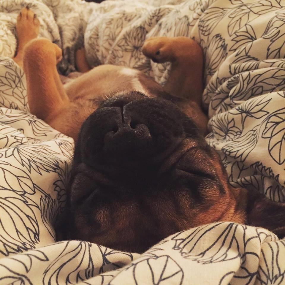 Fransk bulldog Bertha billede 47