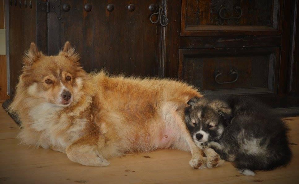 Finsk lapphund Lapinlunas Ronjatar - Malou billede 3
