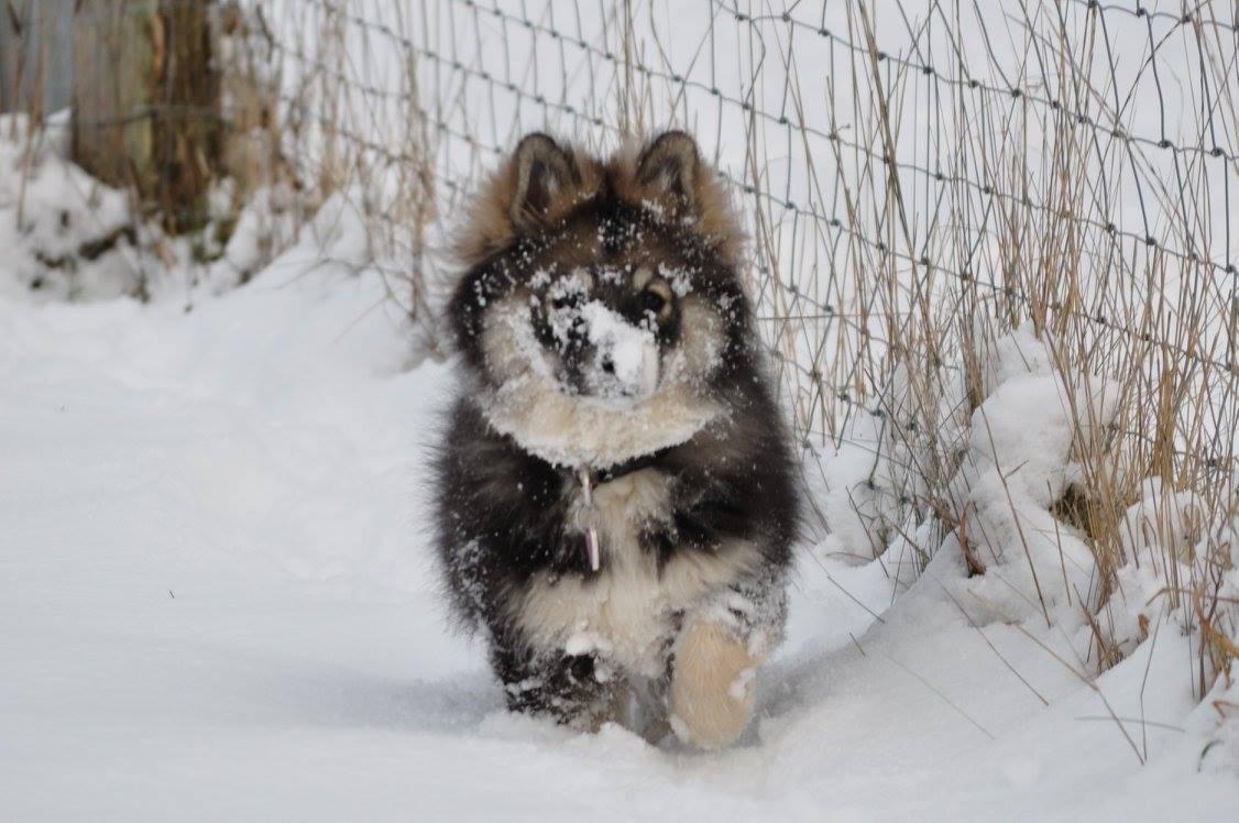 Finsk lapphund Lapinlunas Ronjatar - Malou billede 4