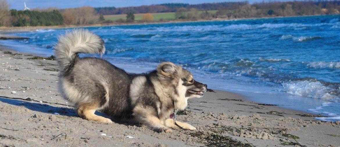 Finsk lapphund Lapinlunas Ronjatar - Malou billede 7