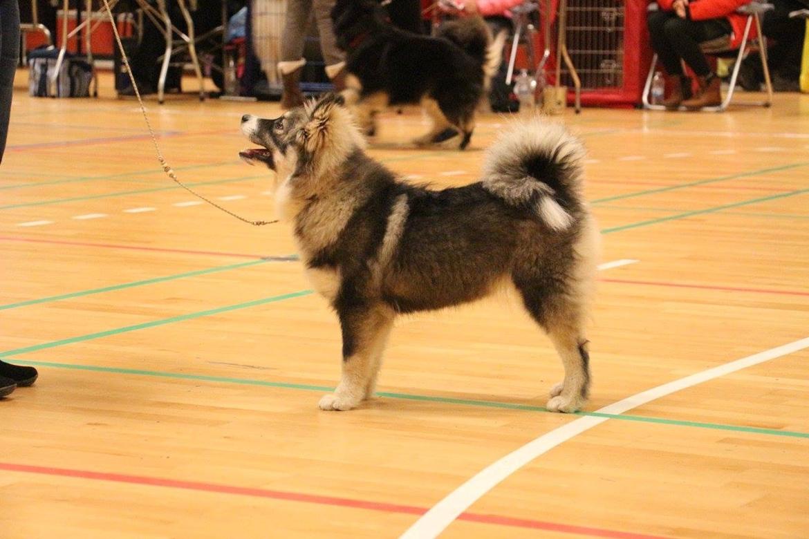Finsk lapphund Lapinlunas Ronjatar - Malou billede 8