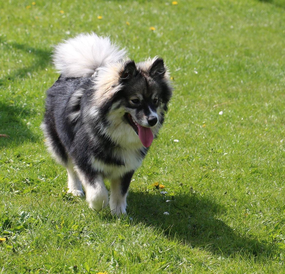 Finsk lapphund Lapinlunas Ronjatar - Malou billede 10