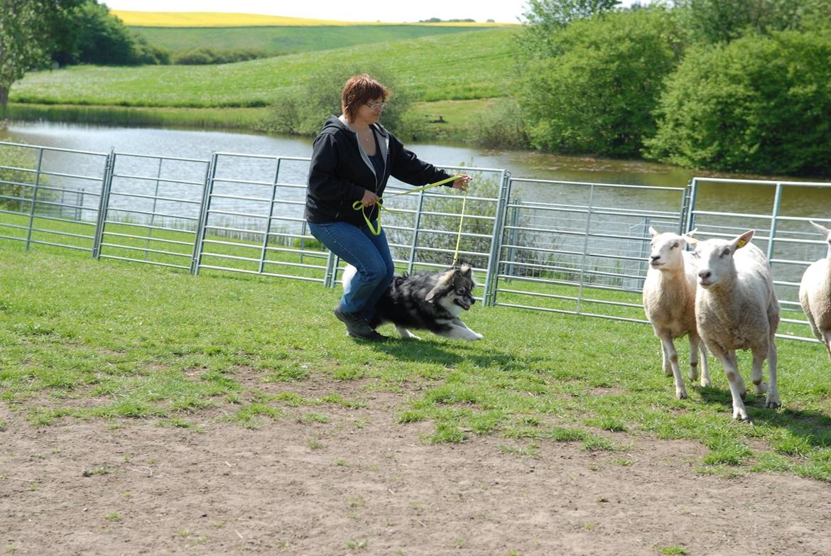 Finsk lapphund Lapinlunas Ronjatar - Malou billede 13