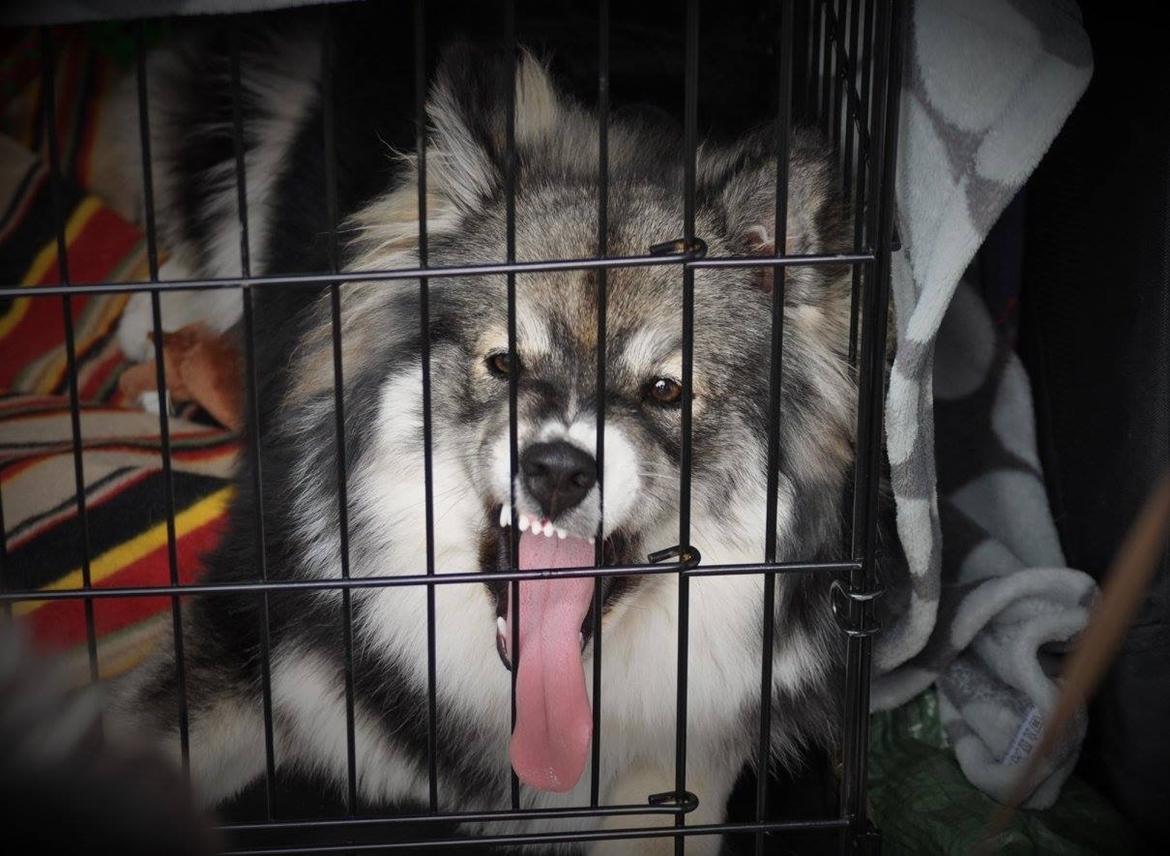 Finsk lapphund Lapinlunas Ronjatar - Malou billede 14