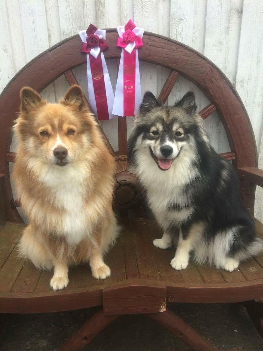 Finsk lapphund Lapinlunas Ronjatar - Malou billede 15
