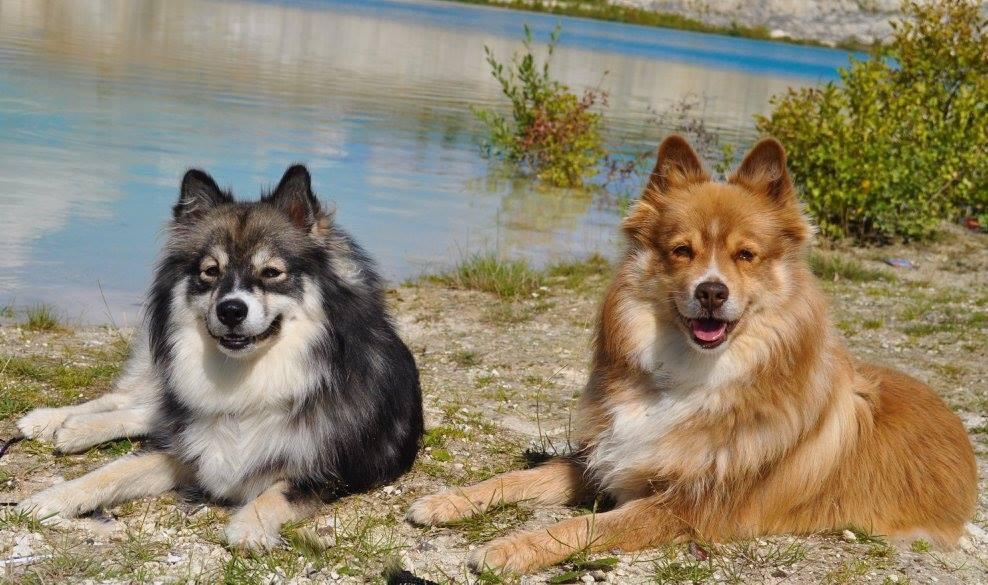 Finsk lapphund Lapinlunas Ronjatar - Malou billede 16