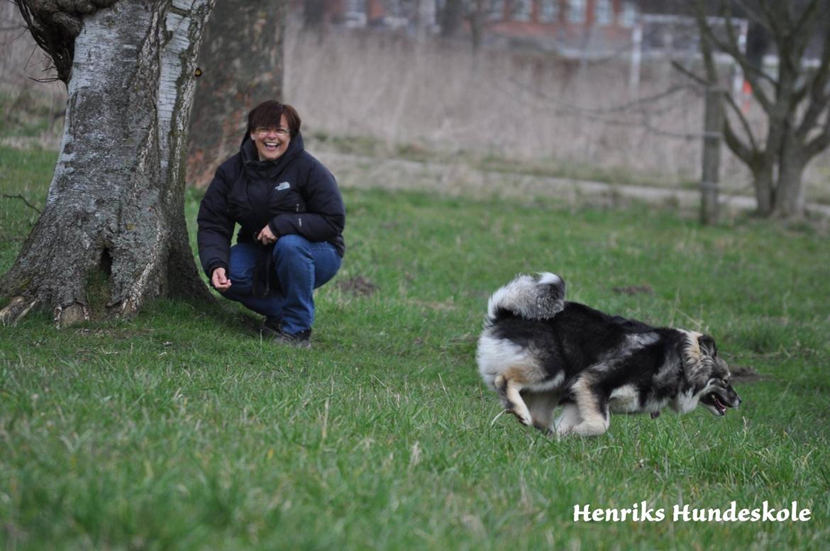 Finsk lapphund Lapinlunas Ronjatar - Malou billede 9