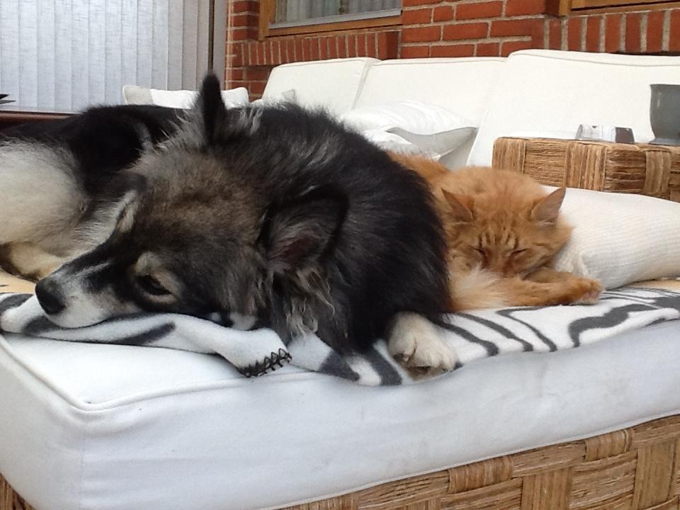 Finsk lapphund Lapinlunas Ronjatar - Malou billede 17