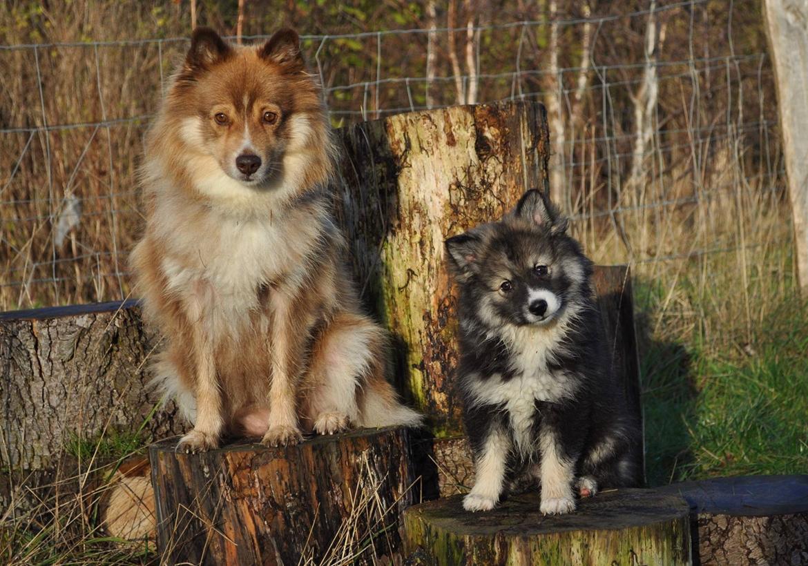 Finsk lapphund Lapinlunas Ronjatar - Malou billede 18