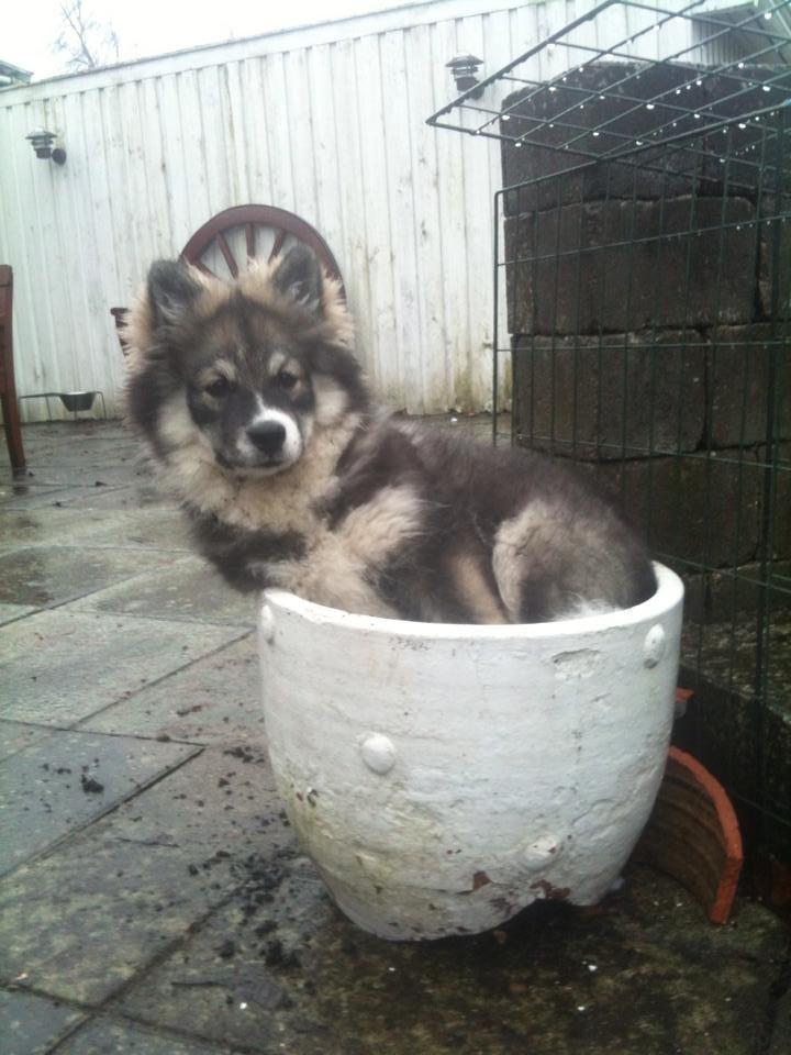 Finsk lapphund Lapinlunas Ronjatar - Malou billede 19