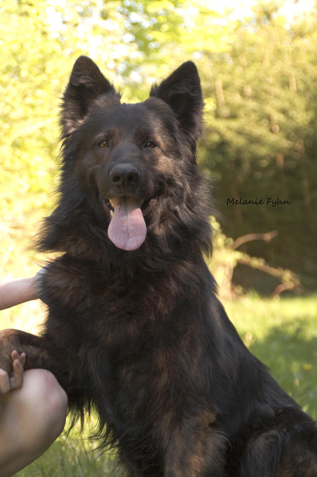 Schæferhund Diesel billede 1
