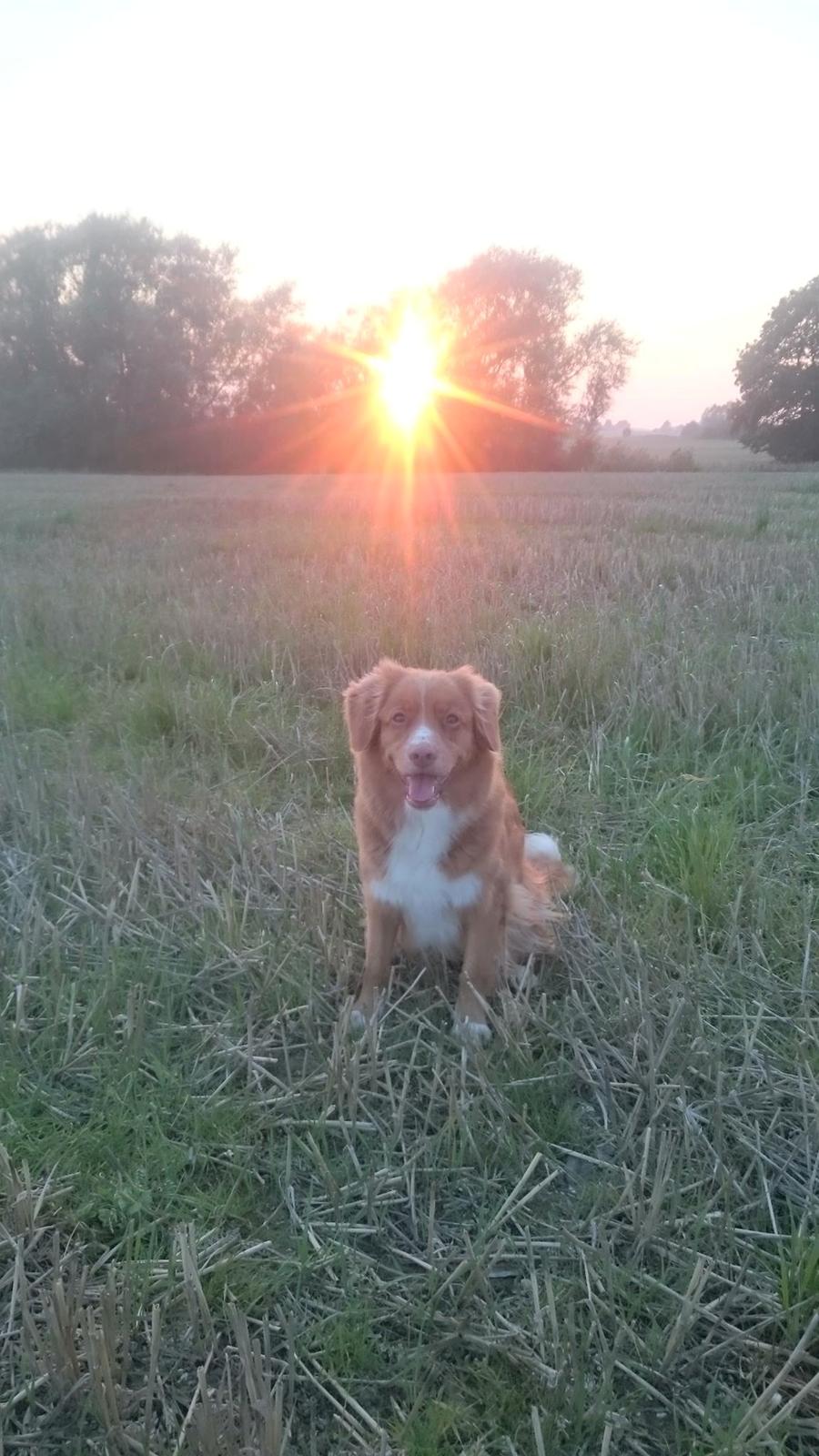 Nova scotia duck tolling retriever Redborn first Contact (Dixie) [Himmelhund] - Min glade og selvtilfredse pige efter spor d. 8/9 -16 billede 5