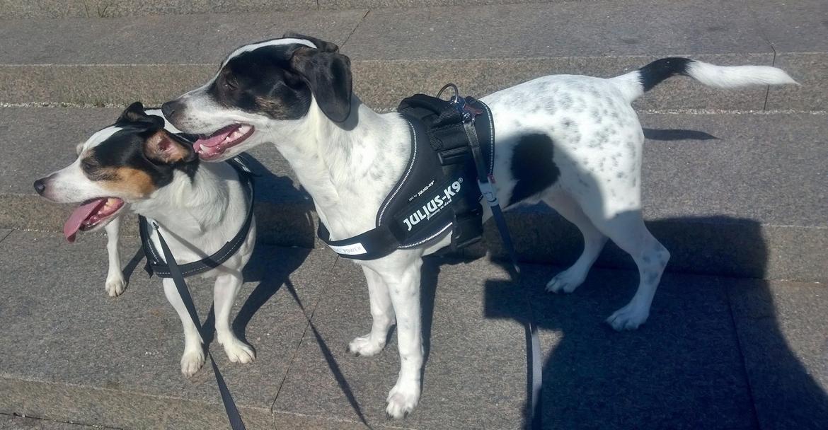 Blanding af racer Marley billede 8