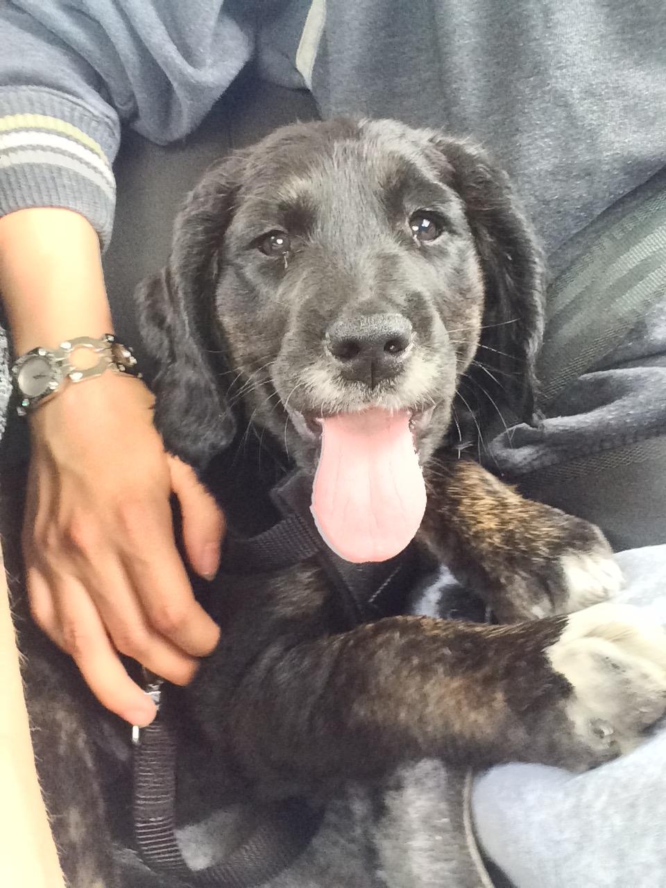 Blanding af racer Ally billede 1