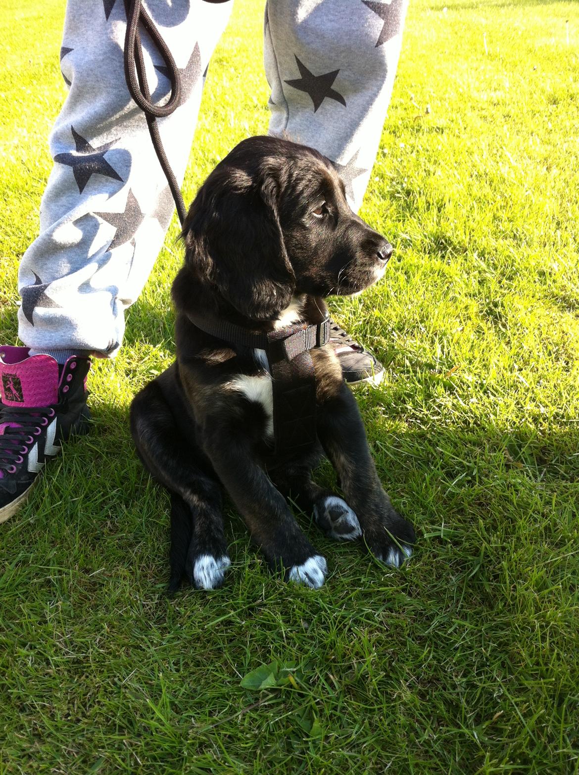 Blanding af racer Ally billede 2