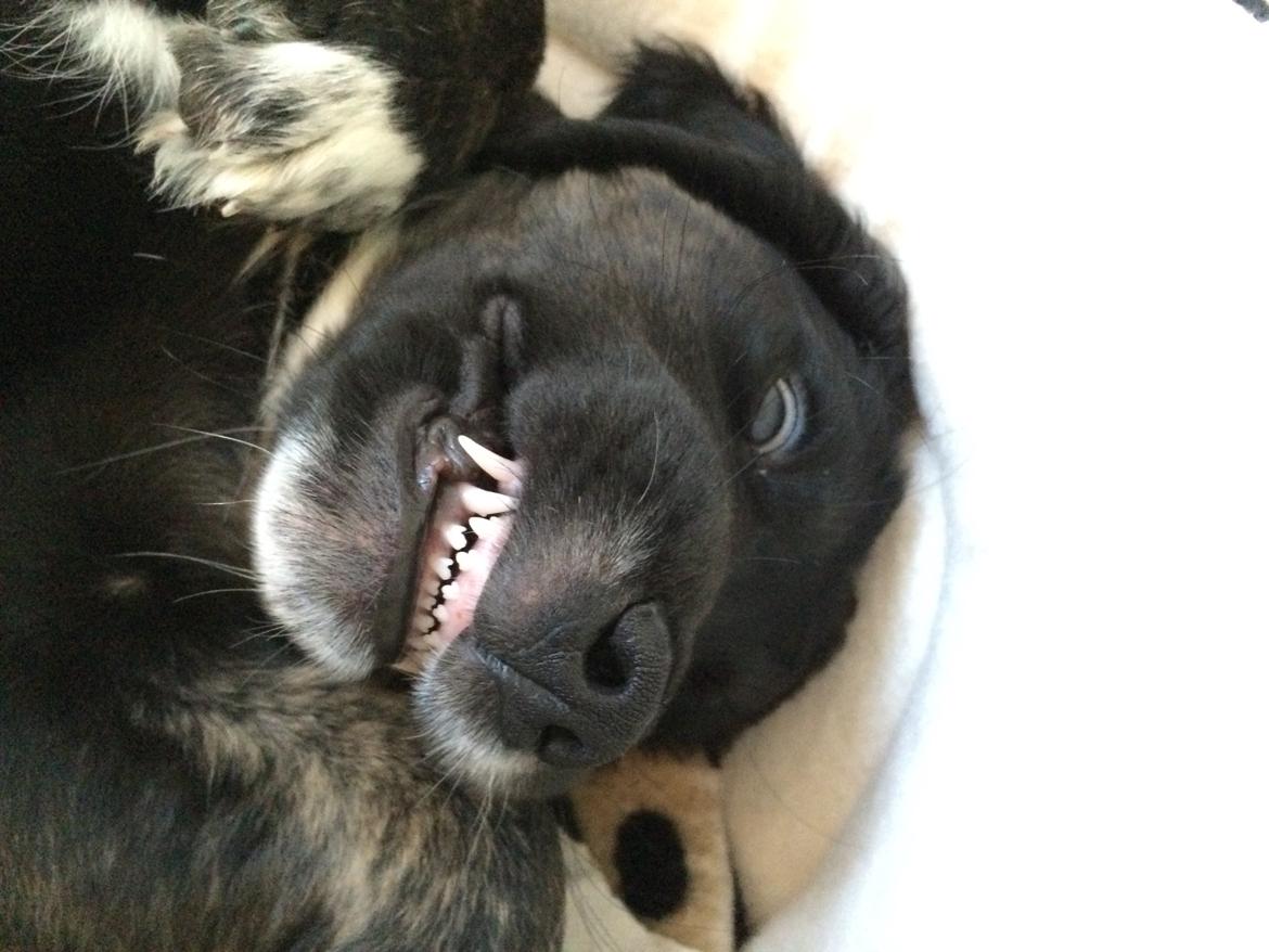 Blanding af racer Ally billede 4