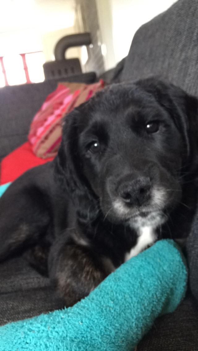 Blanding af racer Ally billede 5