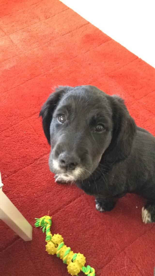 Blanding af racer Ally billede 6