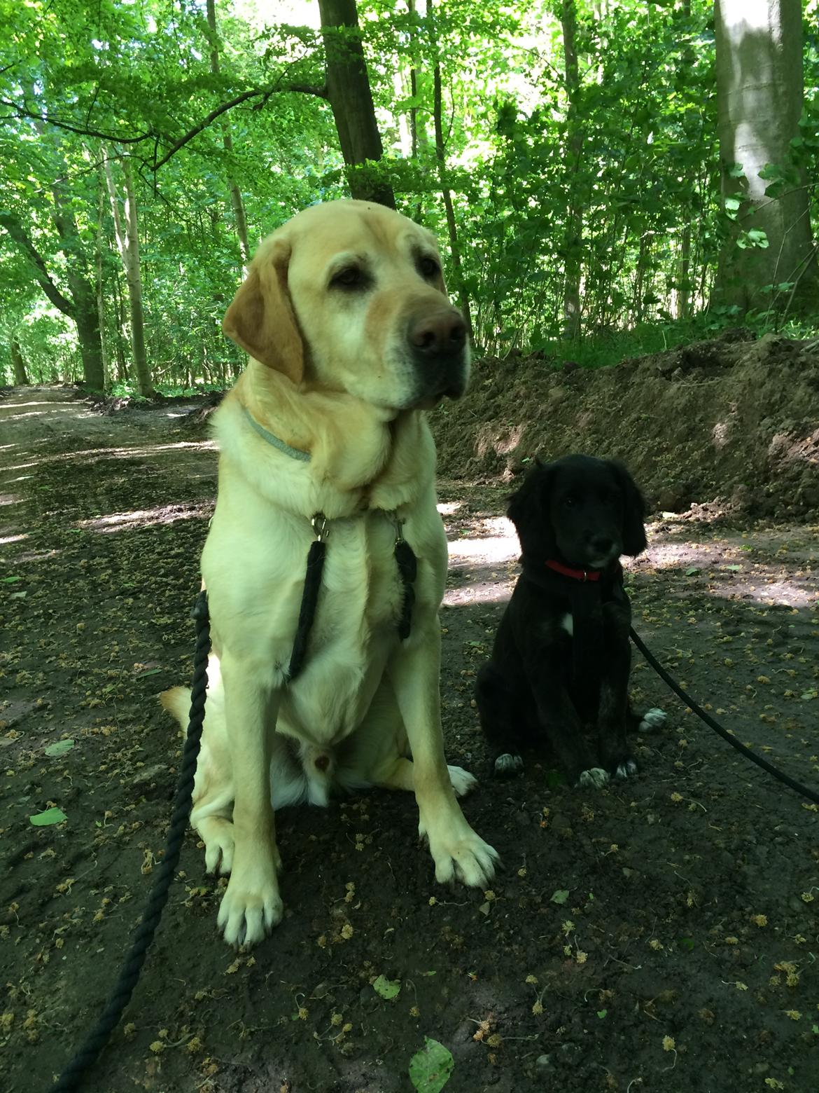 Blanding af racer Ally - Ally som hvalp i skoven med Luckie billede 7