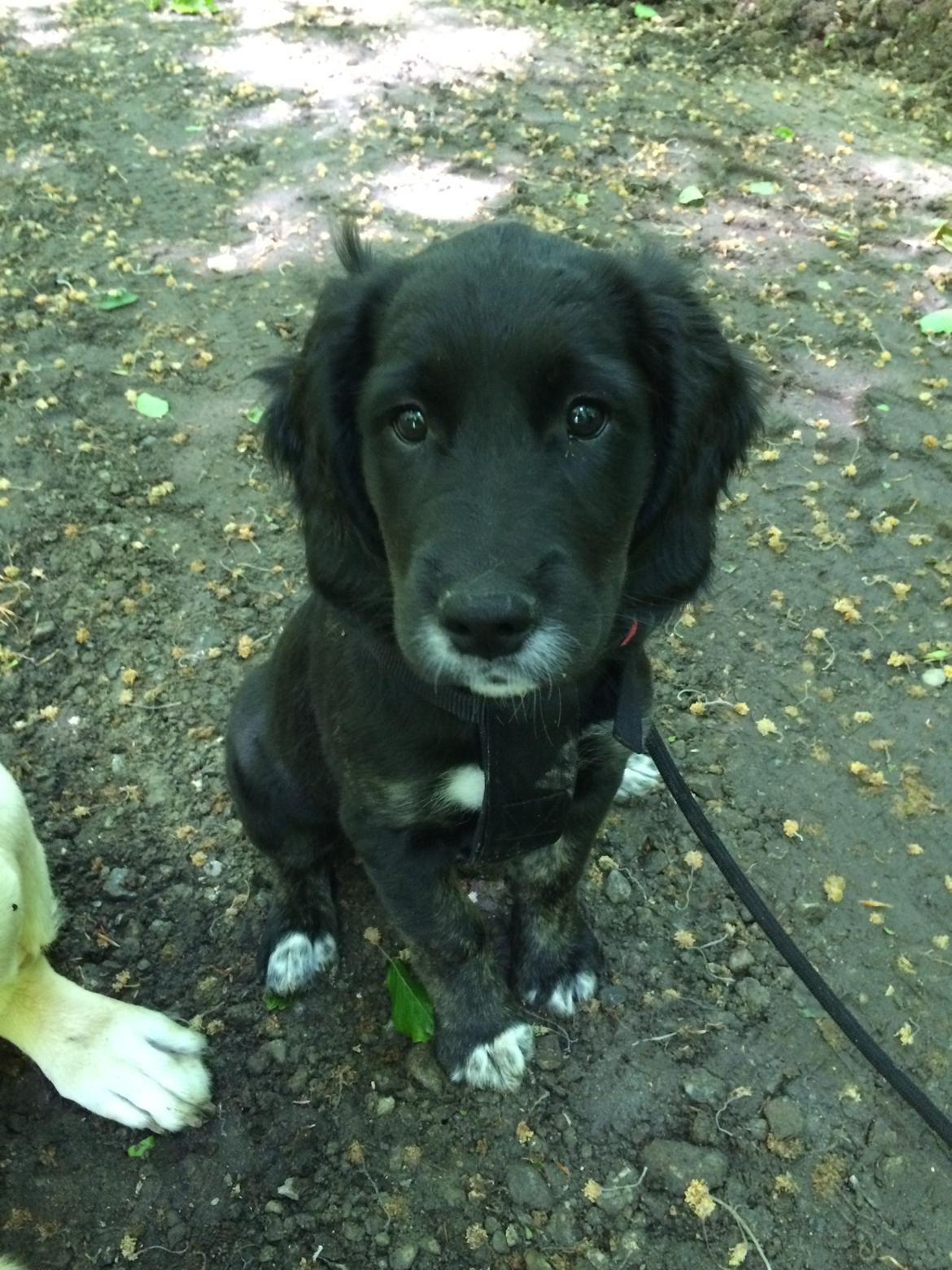 Blanding af racer Ally billede 8