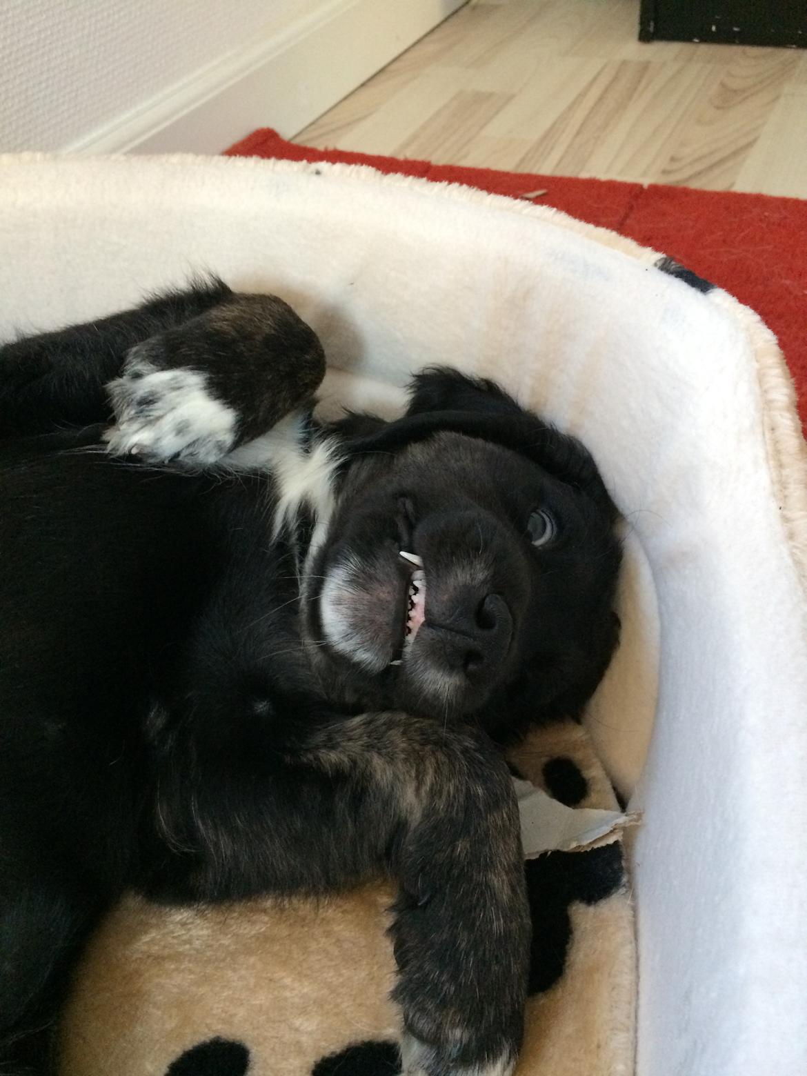 Blanding af racer Ally billede 3