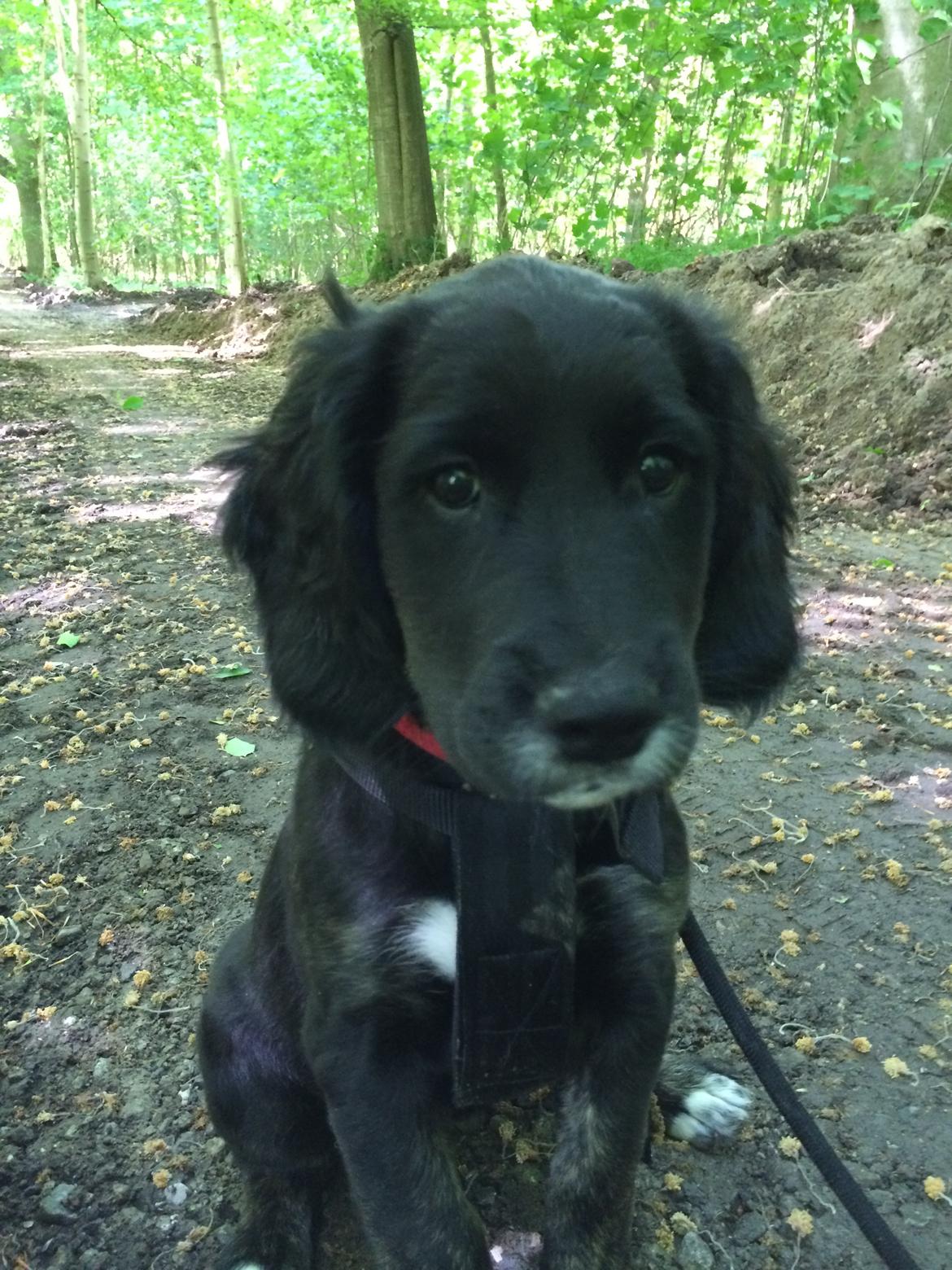 Blanding af racer Ally billede 9