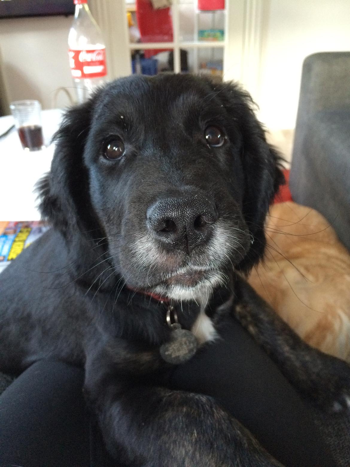 Blanding af racer Ally billede 10