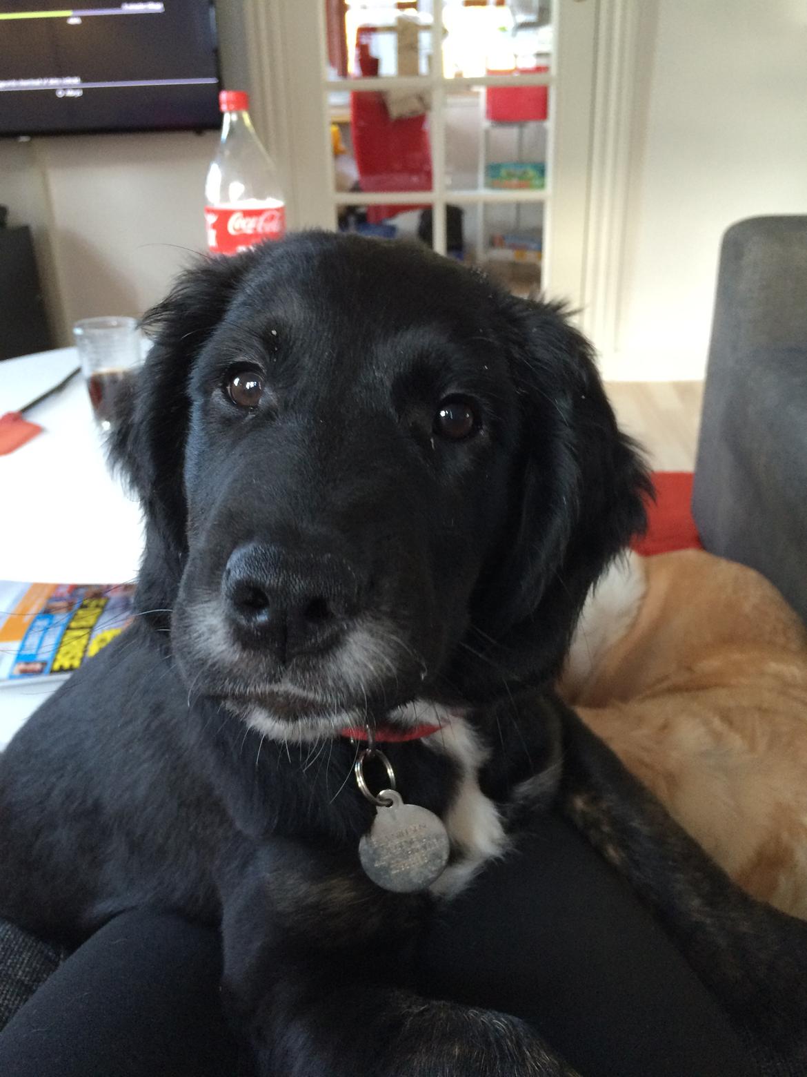 Blanding af racer Ally billede 11