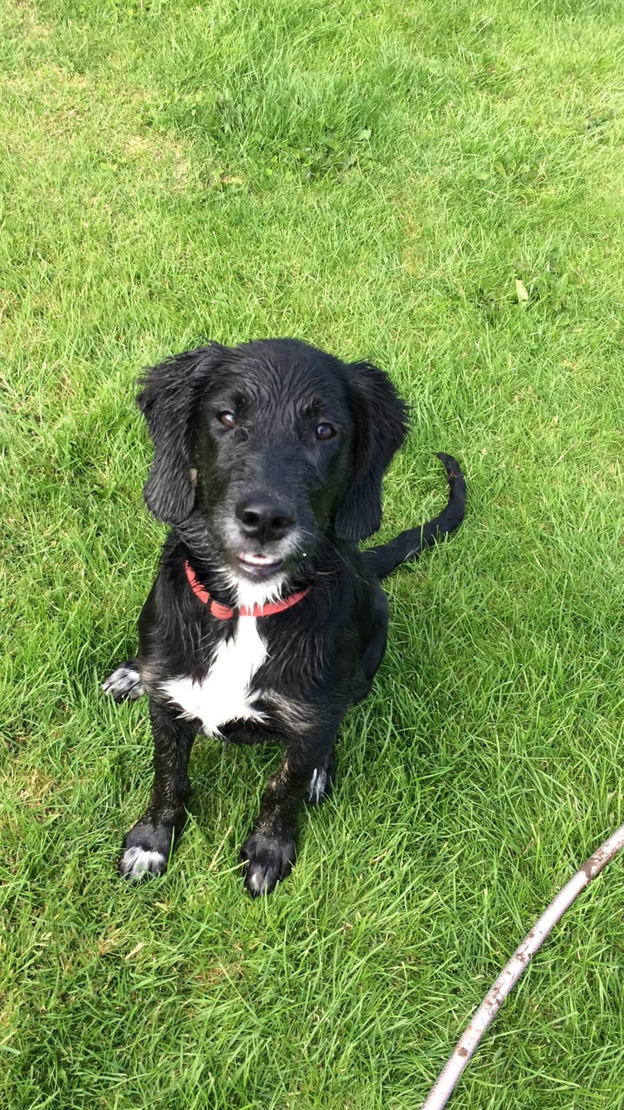 Blanding af racer Ally billede 12