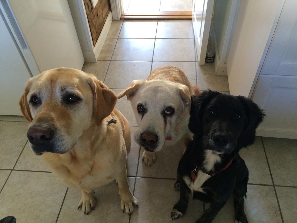 Blanding af racer Ally - Ally, storebror og moster ;) billede 14