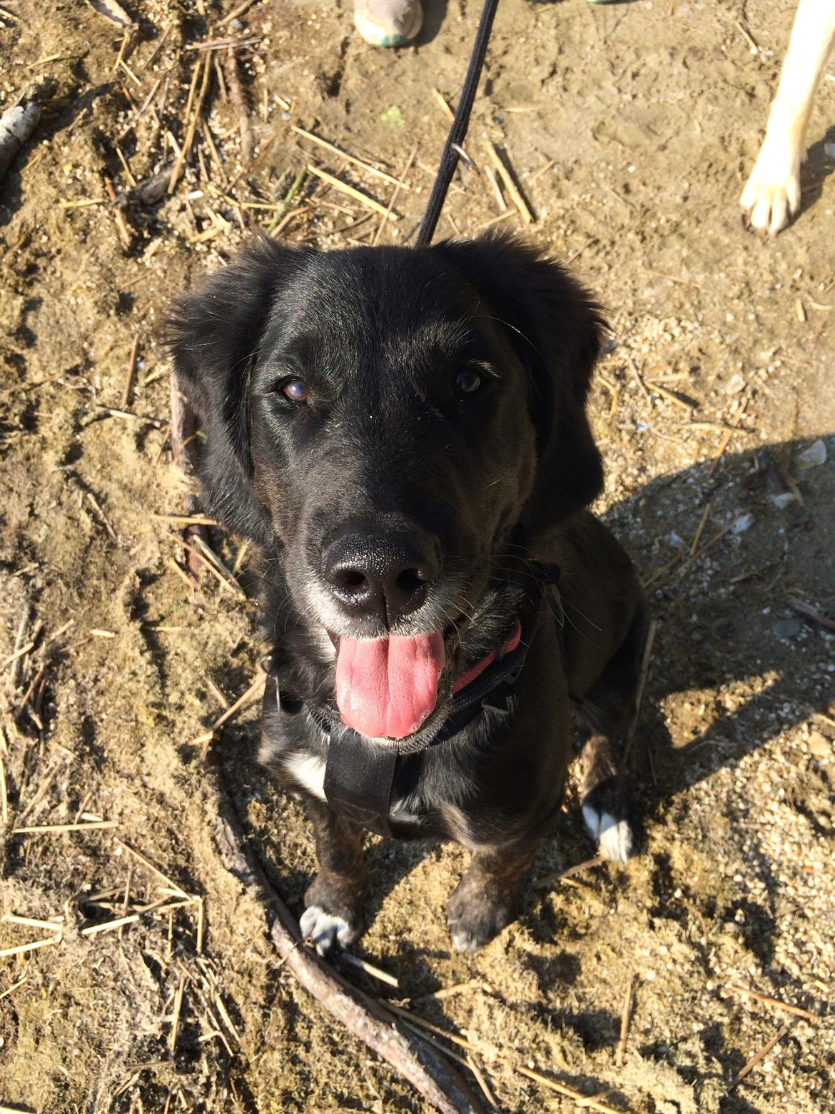 Blanding af racer Ally billede 13