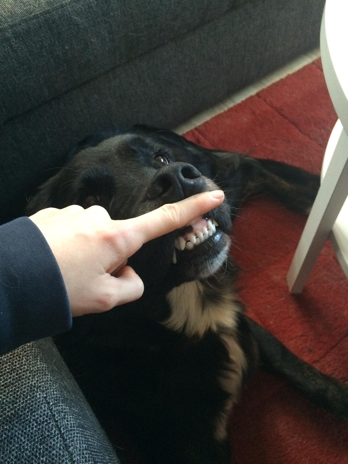 Blanding af racer Ally - Smiiiil billede 15