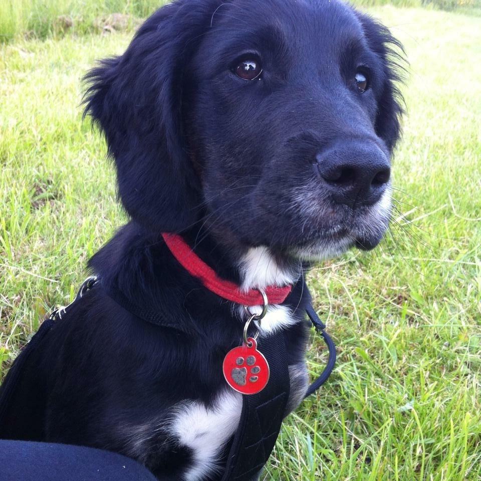 Blanding af racer Ally billede 17