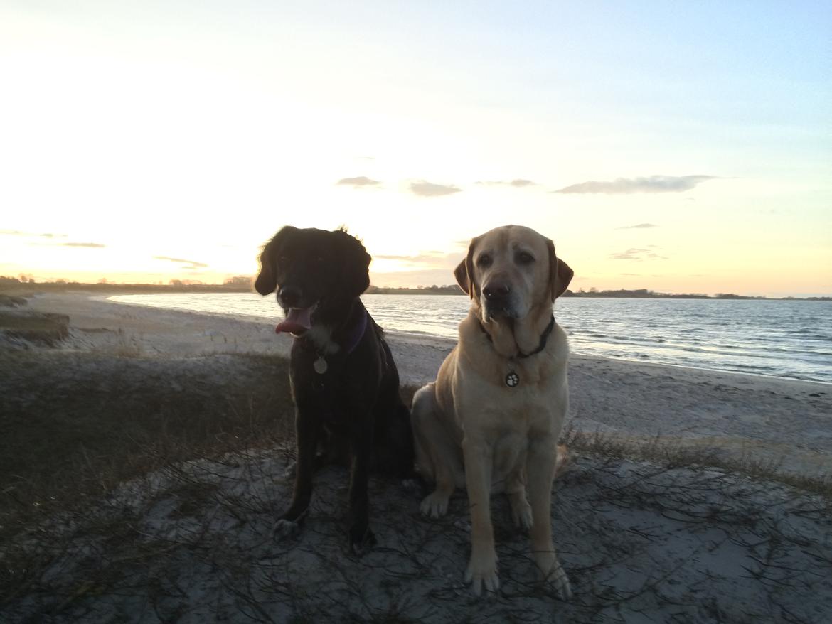 Blanding af racer Ally - Ally på stranden med Luckie som voksen billede 18