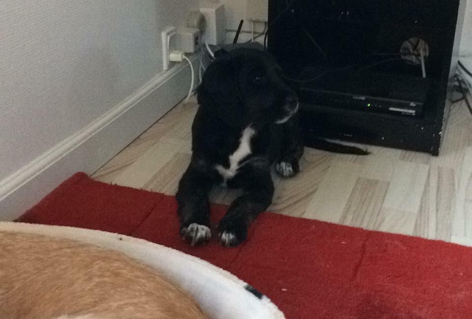 Blanding af racer Ally billede 19