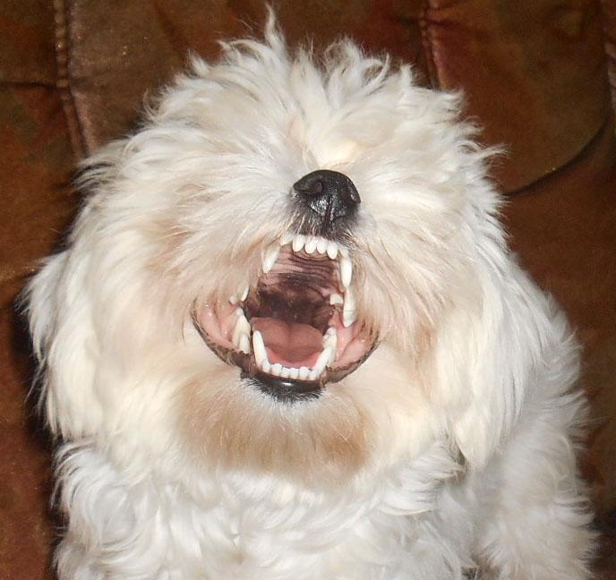 Malteser Molly billede 9