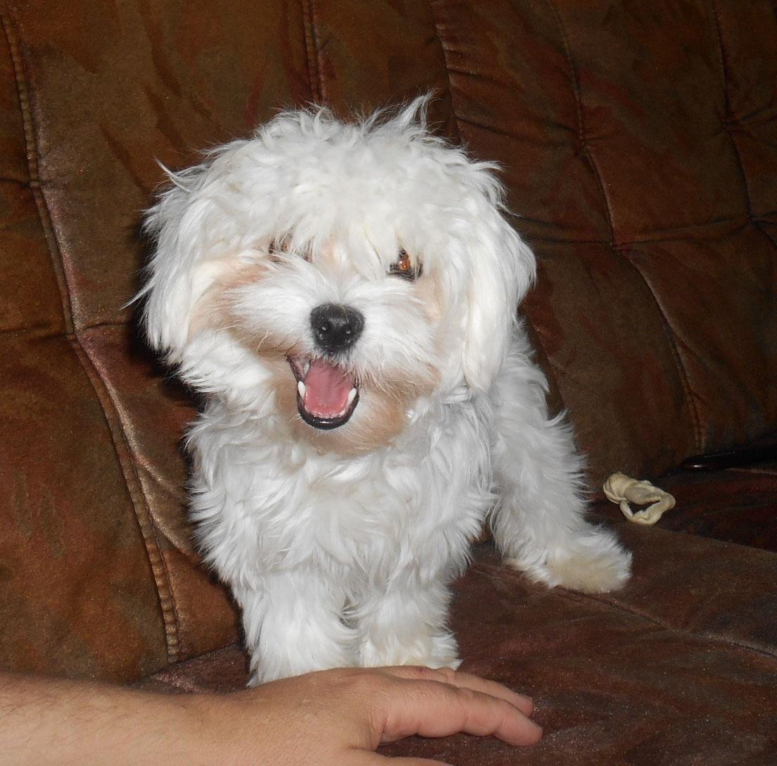 Malteser Molly billede 7