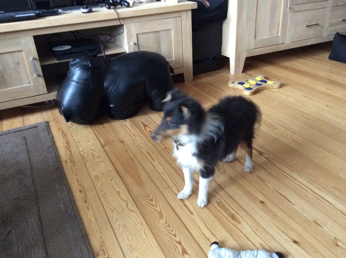 Shetland sheepdog Zeus billede 1