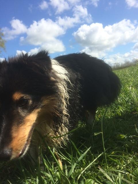 Shetland sheepdog Zeus billede 3