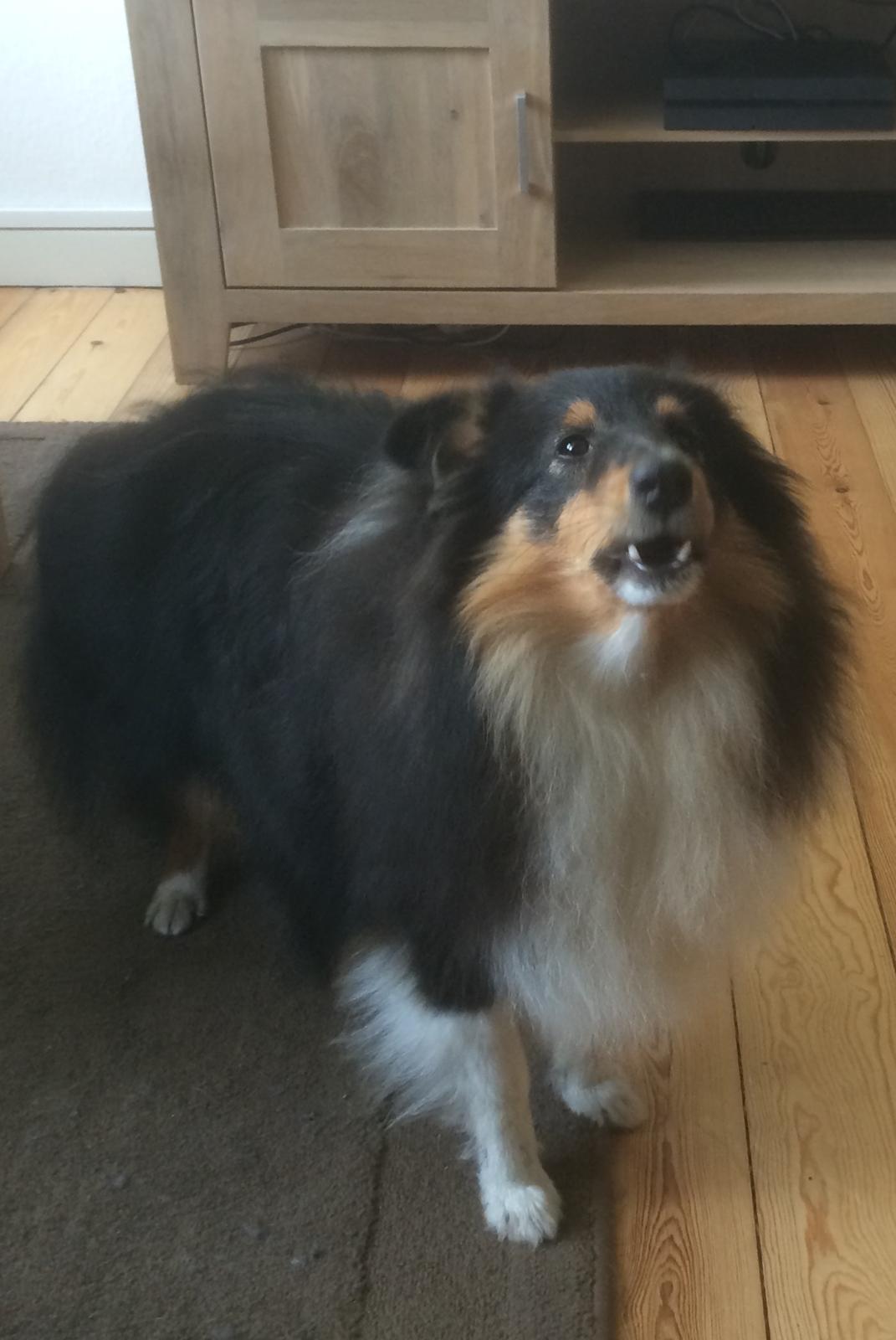 Shetland sheepdog Zeus billede 4