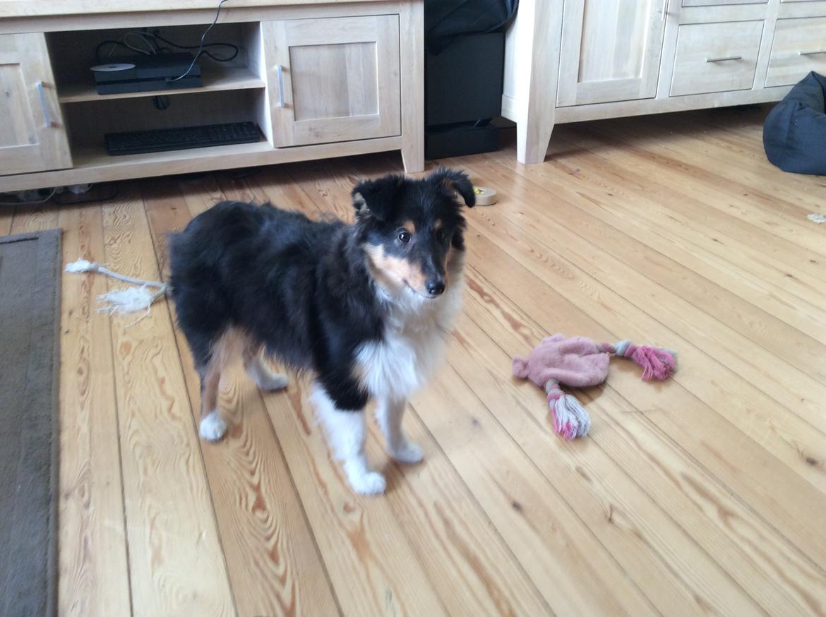 Shetland sheepdog Zeus billede 2